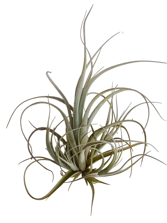 Tillandsia Balsasensis Planta Natural Clavel Del Aire 5-7 Cms_0