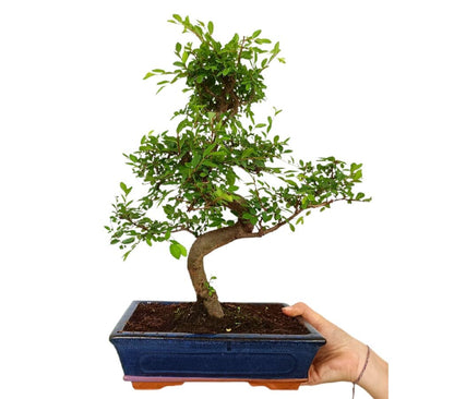 Bonsái Zelkova Parvifolia 10 Años (olmo Japonés)