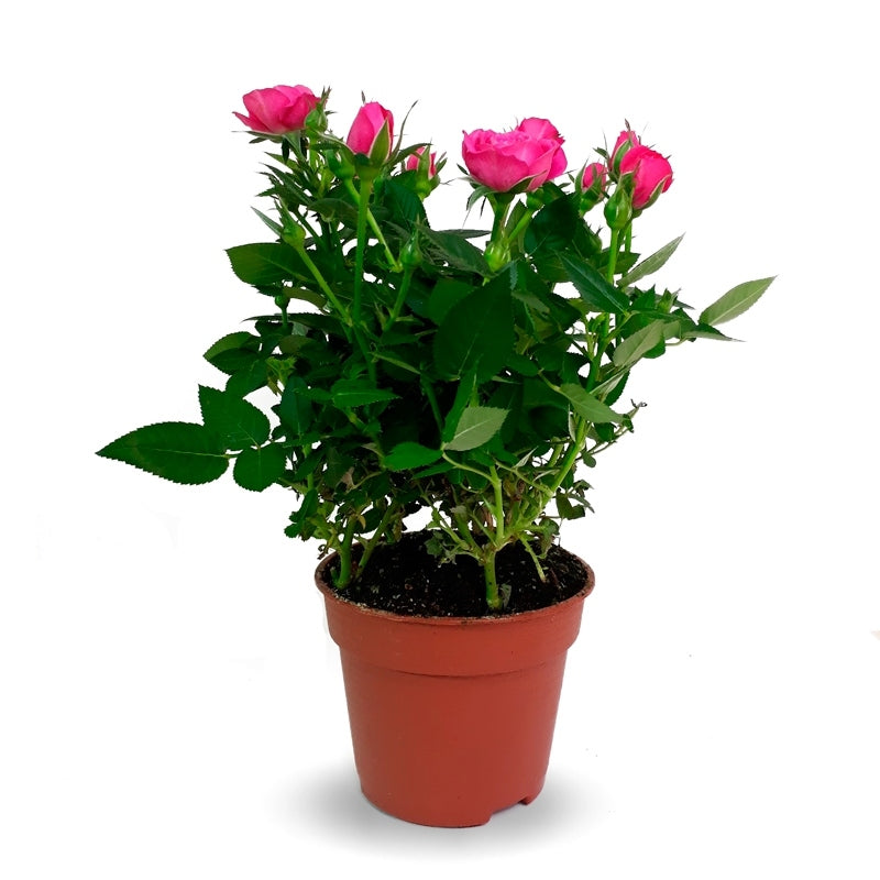 Rosal Mini La Flor Más Bonita Colores Variados M10 Maceta 10,5cm_0