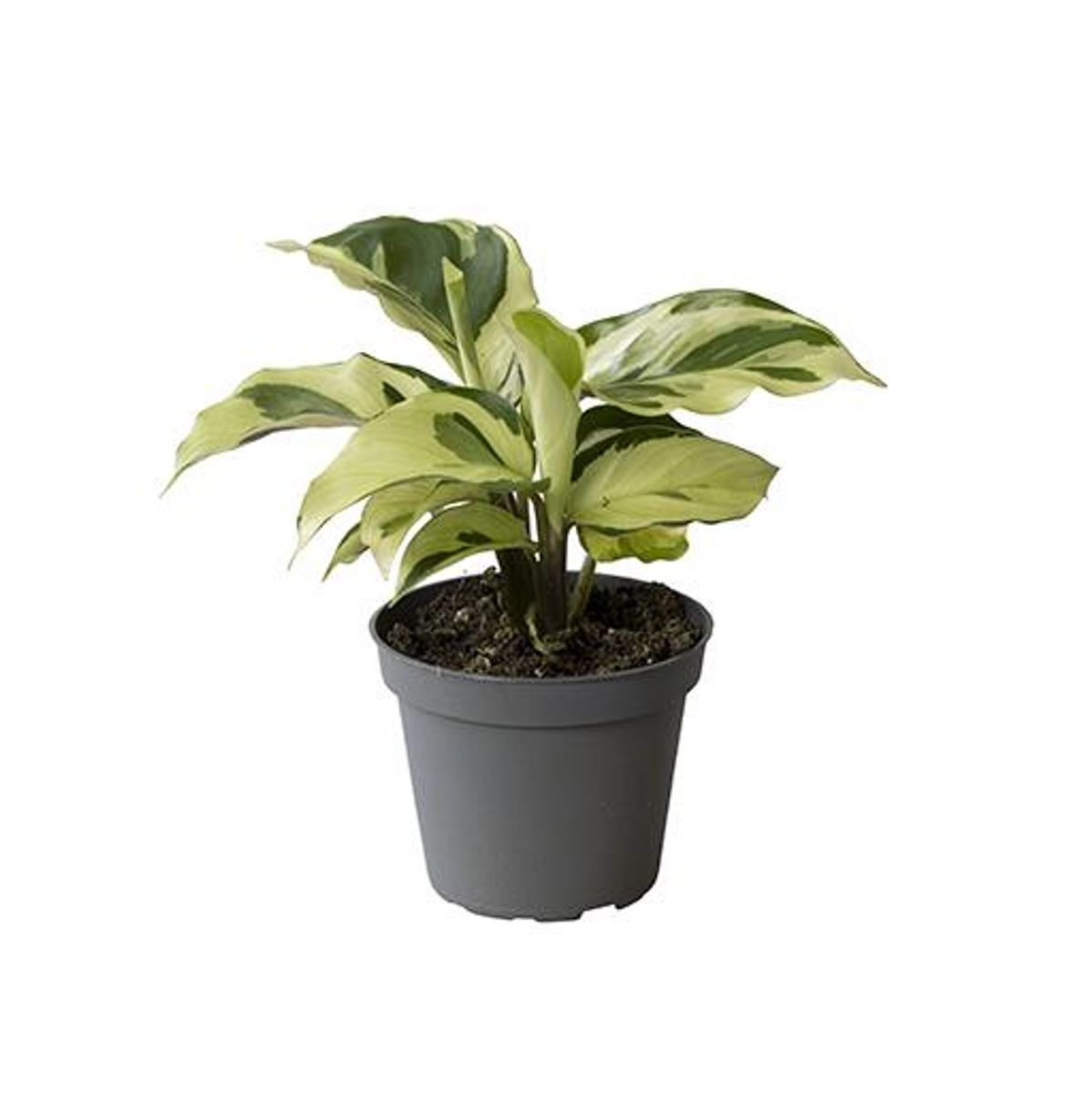 Planta Natural Calathea 'yellow Miracle' 1 Ud Ø 6 Alt. 15_0