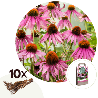 Equinácea - 10 Pzs - Echinacea Purpurea - Cepellones - Rosa_0