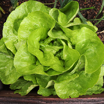 Plantón Lechuga Trocadero 10 Unidades - PlantaBo_1
