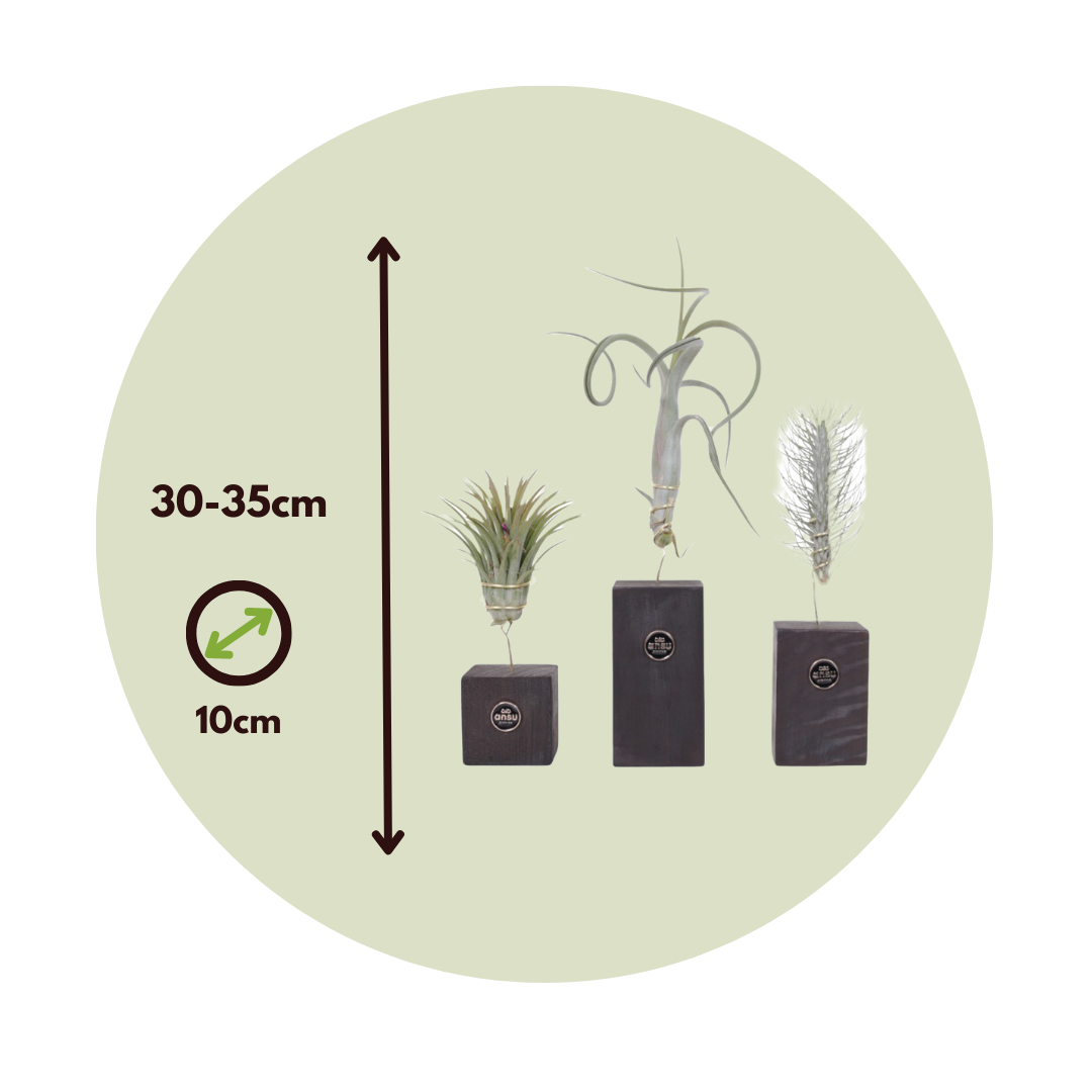 Claveles De Aire - 3 Pzs - Tillandsia 'burnt Wood Trio' - Altura 30-35cm_2