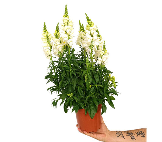 Antirrhinum M17_0
