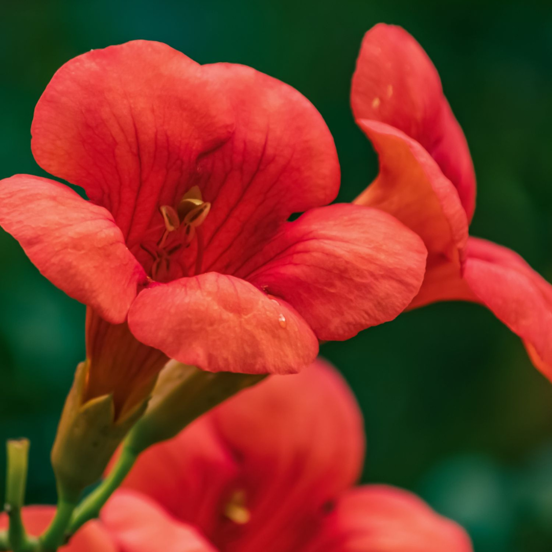 Trompeta Dorada - Campsis Taglibuana 'mme Galen' - Altura 110-120cm - ⌀17cm