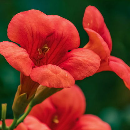 Trompeta Dorada - Campsis Taglibuana 'mme Galen' - Altura 110-120cm - ⌀17cm