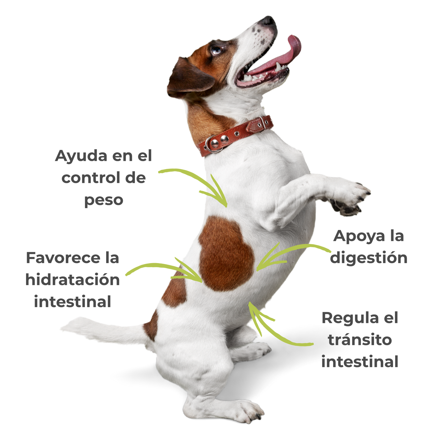 Suplemento natural para el tránsito intestinal de perros y gatos – Psyllium ECO 300 g_3