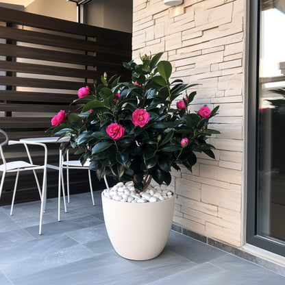 Rosa Japonesa - Camellia Japonica 'dr. King' - Altura 50-60cm - ⌀15cm