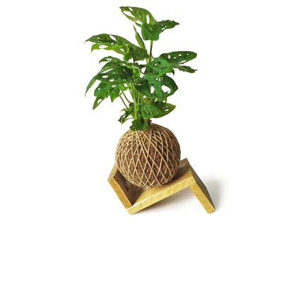 Kokedama Monstera Adasonii / Kokedamus / Planta Interior - Decoración Del Hogar - Planta Natural - Elaboración Artesanal_2