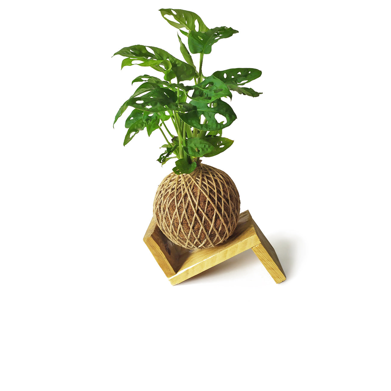 Kokedama Monstera Adasonii / Kokedamus / Planta Interior - Decoración Del Hogar - Planta Natural - Elaboración Artesanal_2