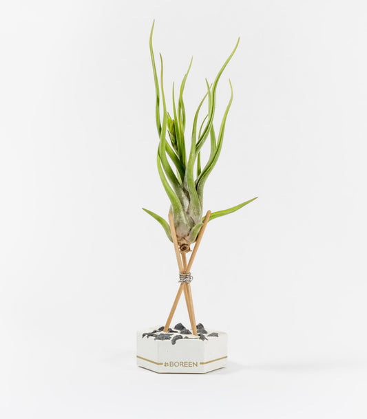 Planta De Aire Tillandsia Caput Medusae Con Hexágono De Cemento, Piedras Negras Y Varillas De Madera_0