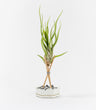 Planta De Aire Tillandsia Caput Medusae Con Hexágono De Cemento, Piedras Negras Y Varillas De Madera