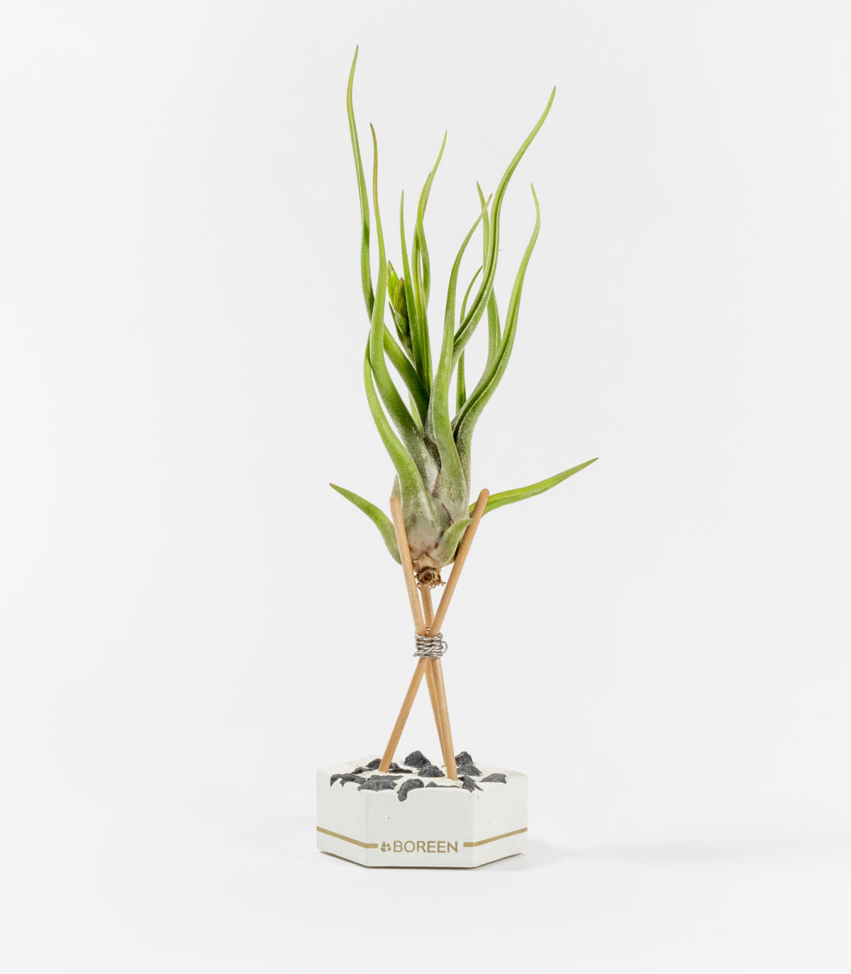 Planta De Aire Tillandsia Caput Medusae Con Hexágono De Cemento, Piedras Negras Y Varillas De Madera_0