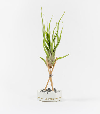 Planta De Aire Tillandsia Caput Medusae Con Hexágono De Cemento, Piedras Negras Y Varillas De Madera_0