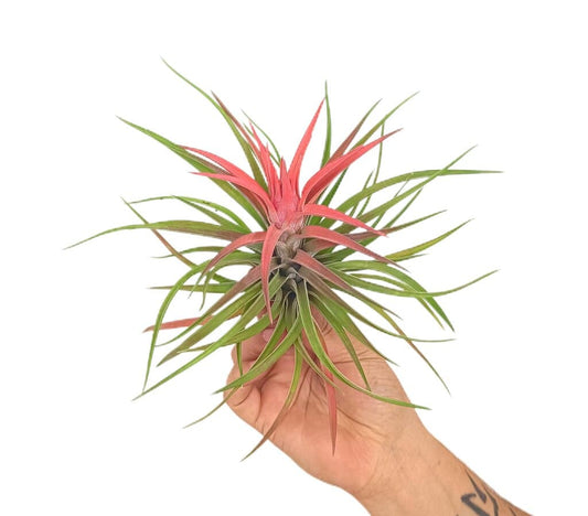 Tillandsia Velutina L_0