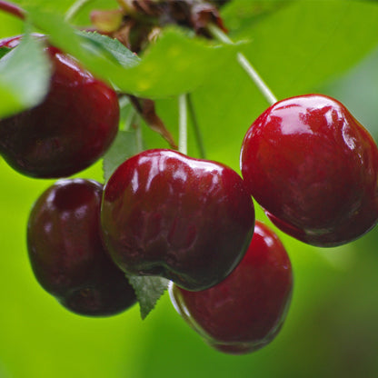 Cerezas del Bierzo. Recolectadas en los cerezos de Corullón. Caja de 2 kilos_1