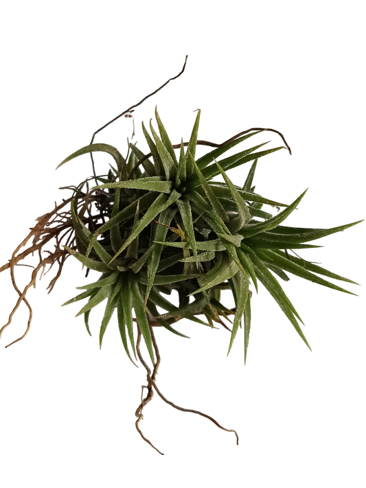 Tillandsia Ionantha Clump Clavel Del Aire Planta De Interior 5-8 Cm_0