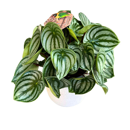 Peperomia Watermelon O Argyreia M17_0