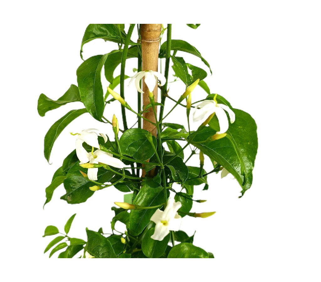 Jasminum Azoricum M20 150cm_1