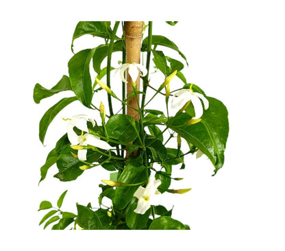 Jasminum Polyanthum M21 150cm_1