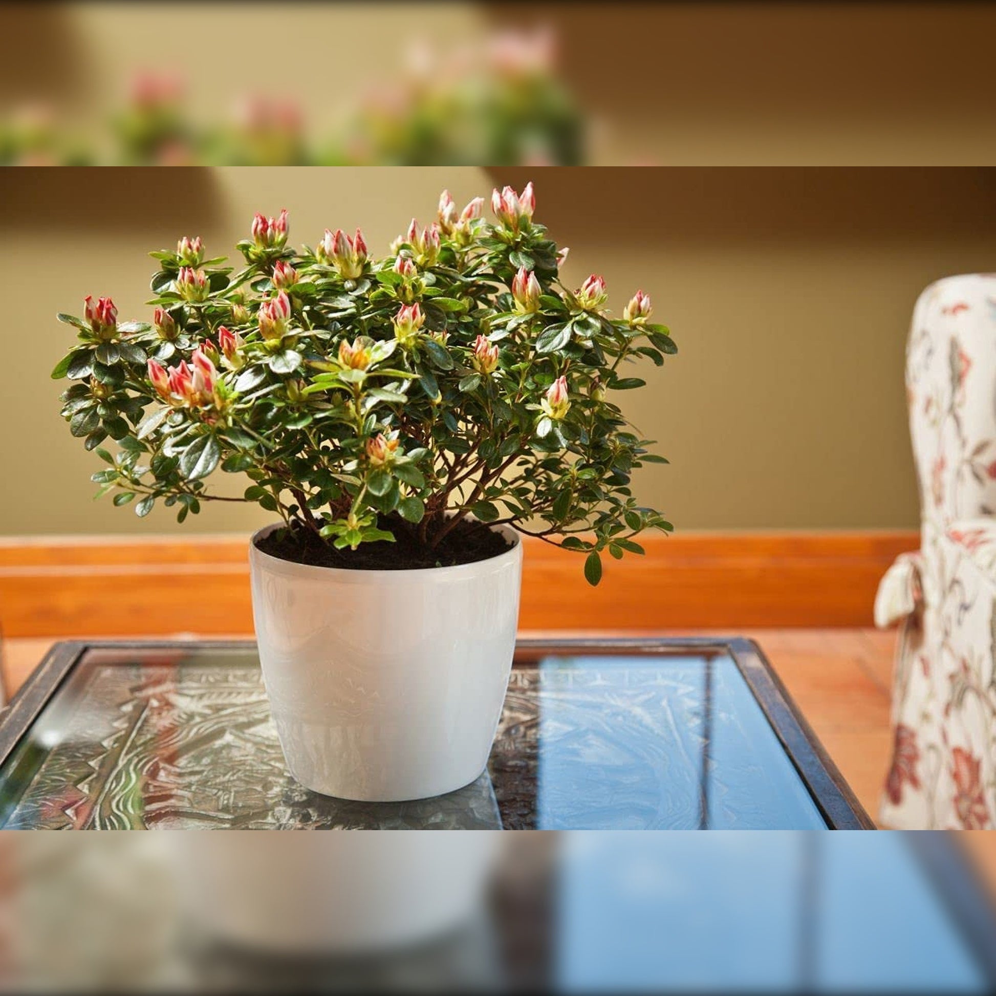 Macetero Magnolia 360 Blanco_2