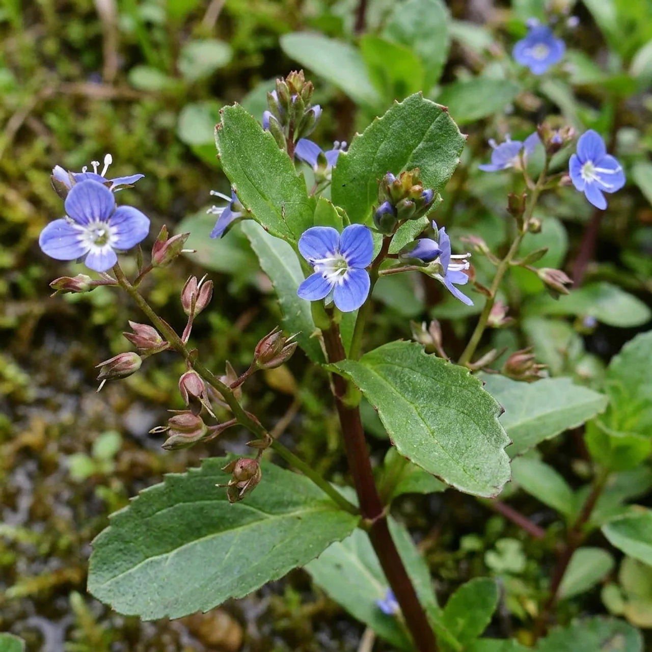 Verónica Acuática - Veronica Beccabunga - 15 Plantas De Ribera Purificadoras_1