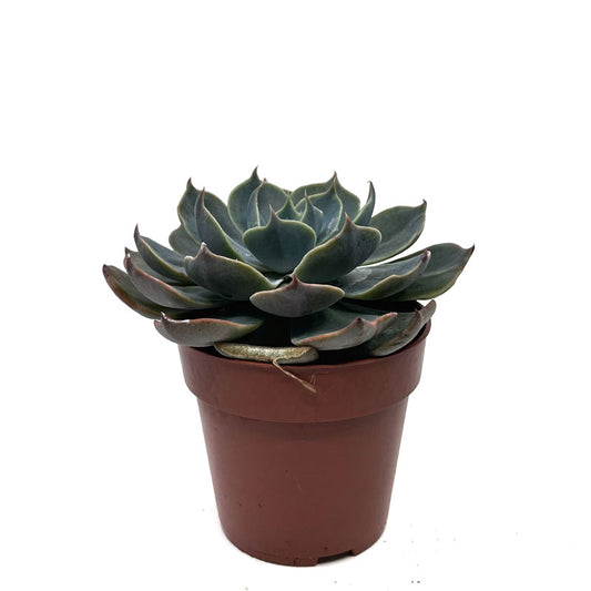 Echeveria ‘Gran Morata’ Cactus Y Suculentas M8,5 cm Ø_0