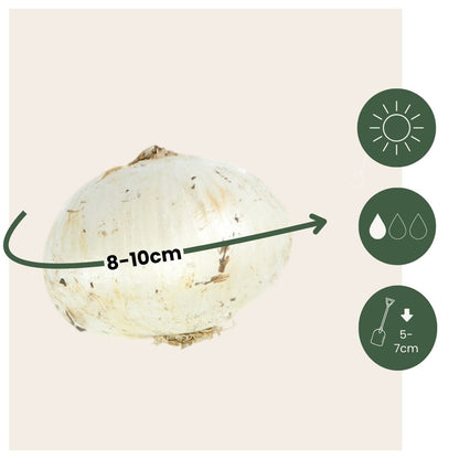 Allium Sensación Púrpura - 60 Pzs - Allium 'purple Sensation' - Bulbos De Flores