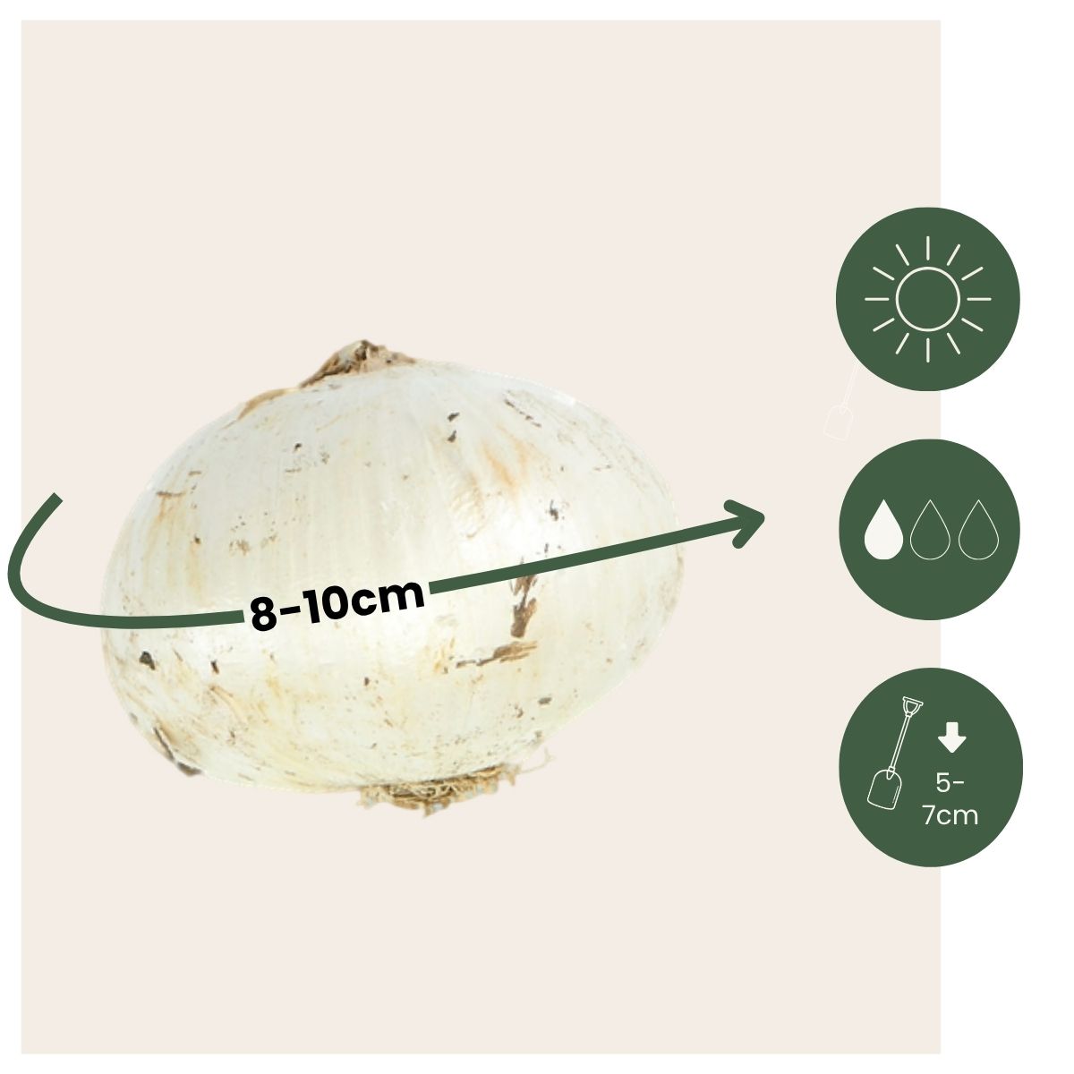 Allium Sensación Púrpura - 30 Pzs - Allium 'purple Sensation' - Bulbos De Flores