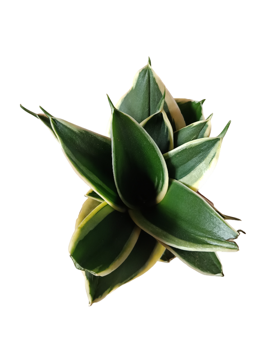 Sansevieria Hahnii Pagoda Planta De Interior_0