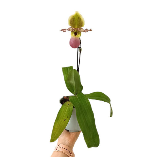 Paphiopedilum Multiflower M11_0