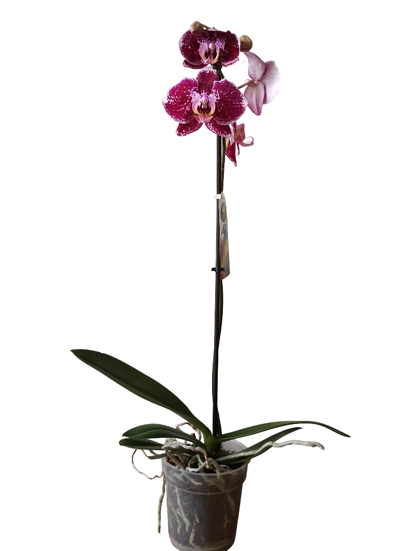 Orquidea Phalaenopsis De Color Surtido Ø12 - 60 Cm - Sin Flor_4