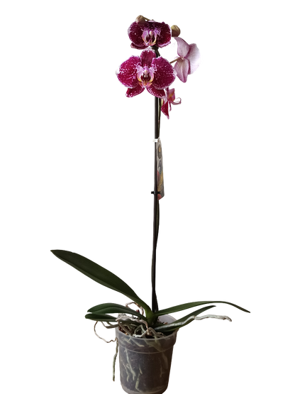 Orquidea Phalaenopsis De Color Surtido Ø12 - 60 Cm - Sin Flor_4