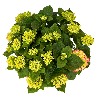 Hortensia Colores Variados M20_1
