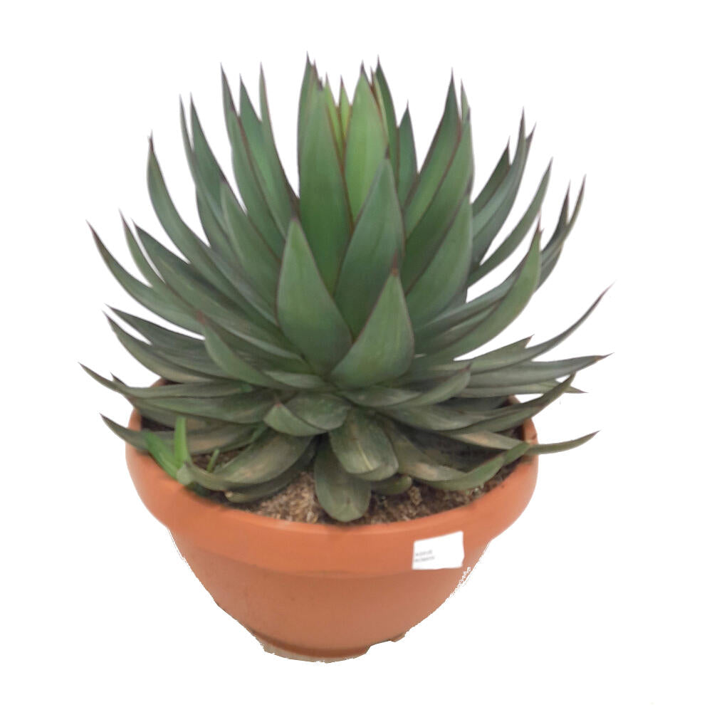 Agave Romanii T30 60cm