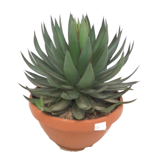 Agave Romanii T20 35cm_0
