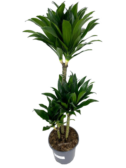 Dracena Dorado 3 Troncos 60-30-15 M20 60cm