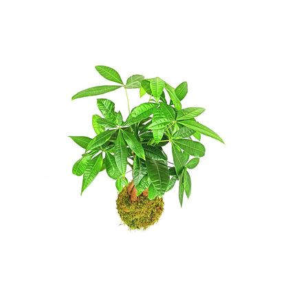 Kokedama Colgante De Pachira 40cm