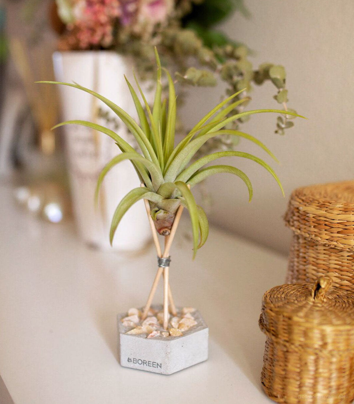 Planta De Aire Tillandsia Capitata Peach Con Hexágono De Hormigón, Piedras Rosadas Y Varillas De Madera_1