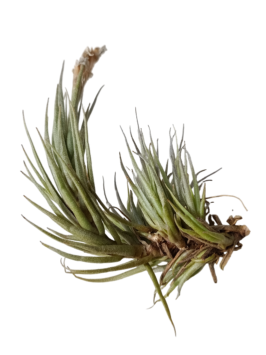 Tillandsia Kirschnekii Planta Natural Clavel Del Aire_0