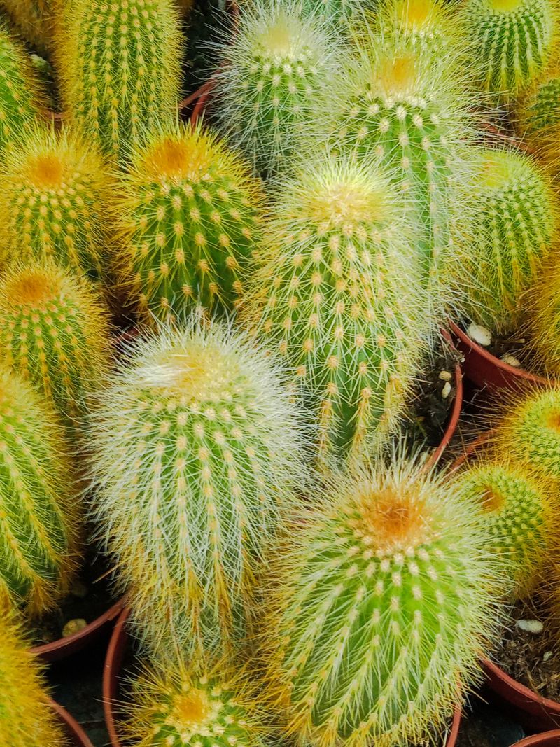 Cactus Pilosocereus Guentheri Planta Ø8_0