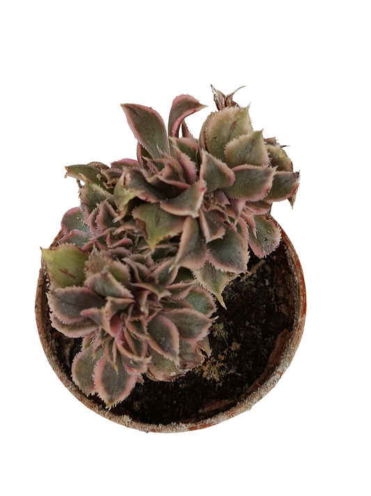 Aeonium crestata variegata Planta Suculenta 5 Cm