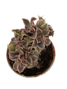 Aeonium crestata variegata Planta Suculenta 5 Cm