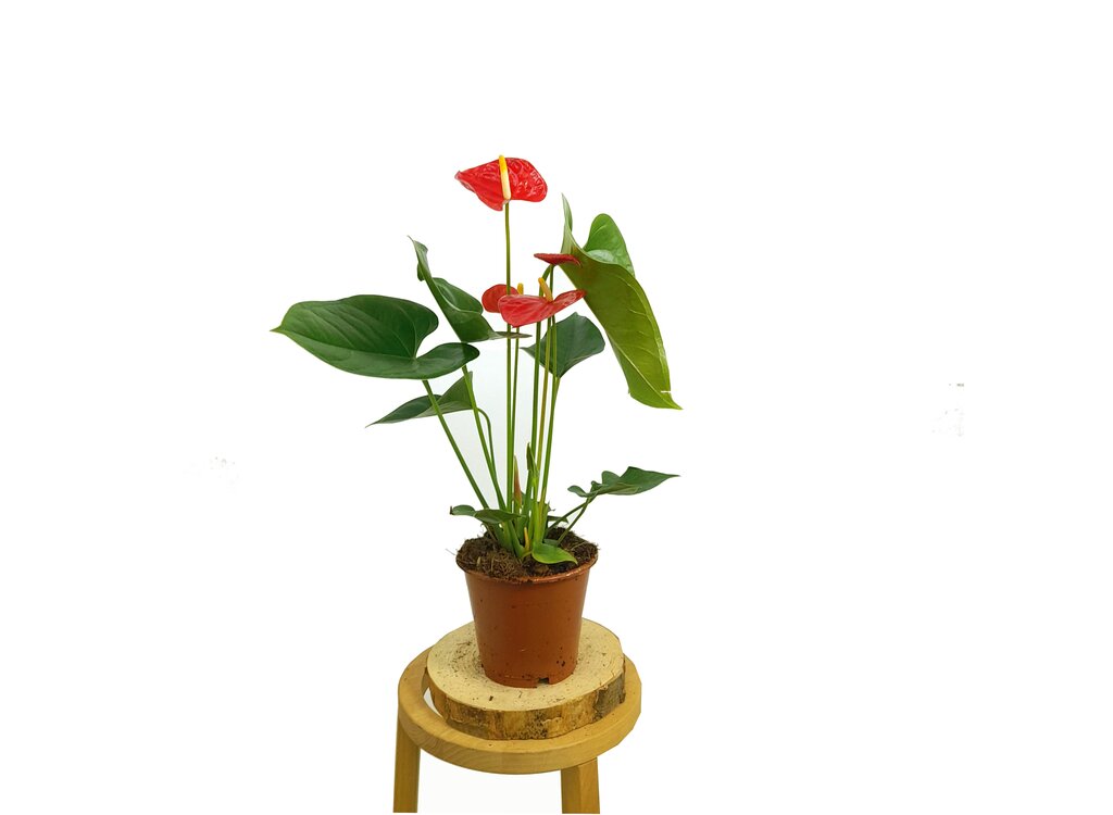 Anthurium Andreanum M12 50cm_3