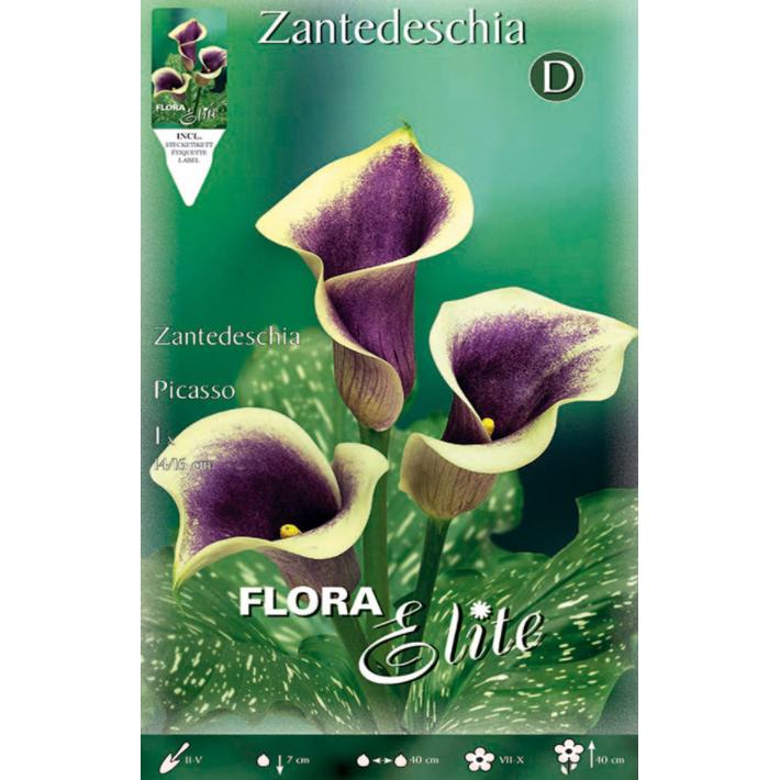 Bulbo Calla Picasso violeta 1 ud