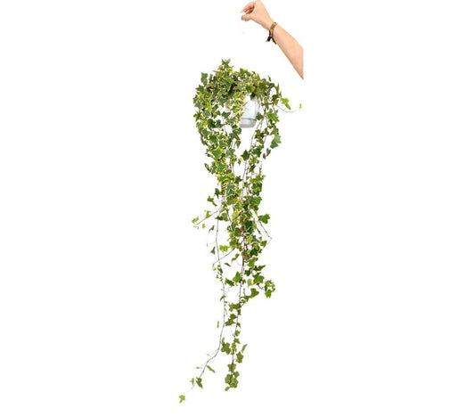 Hedera Helix Goldchild M17