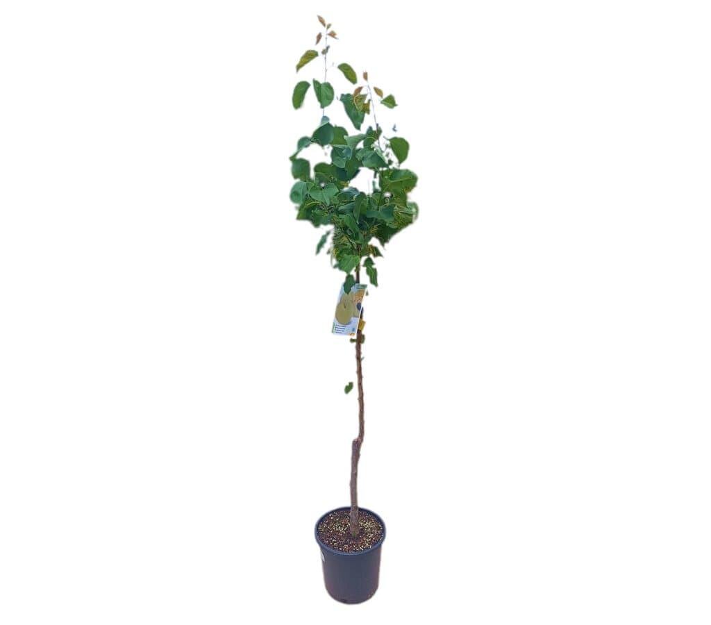 Albaricoquero Moniqui M25 100-120cm_0