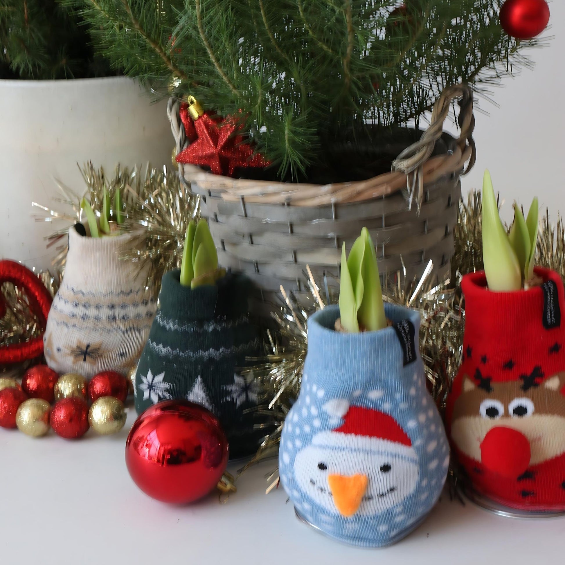 Amarilis - 3 Pzs - Hippeastrum 'xmas Sweater Mix' - Bulbo De Flor - Rojo