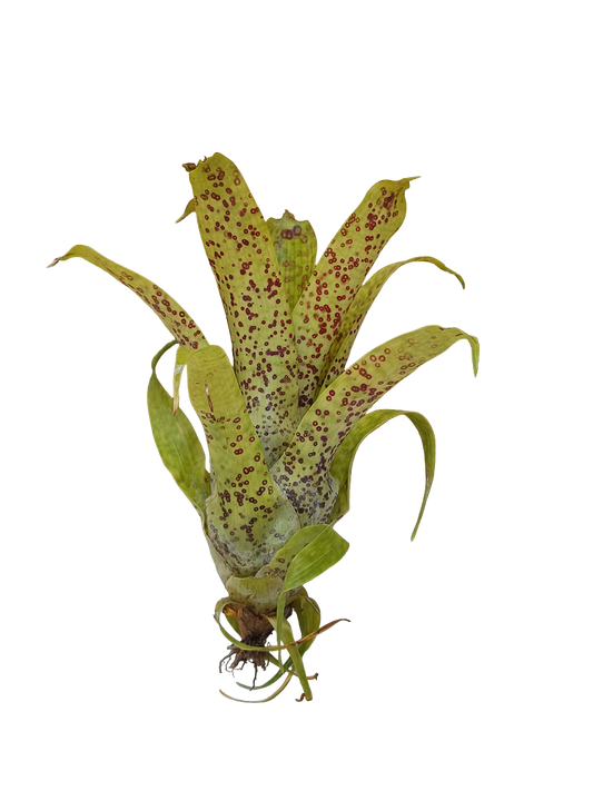 Vriesea Fenestralis Mini Planta De Interior Bromelia