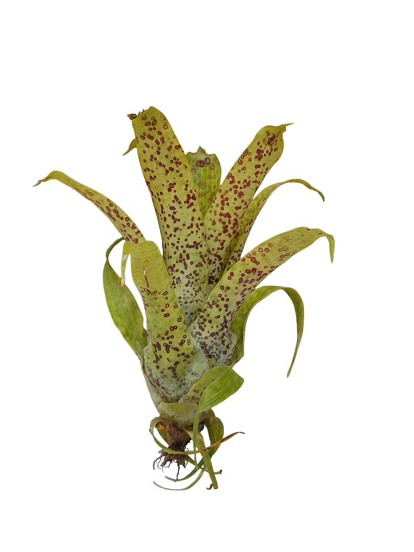 Vriesea Fenestralis Mini Planta De Interior Bromelia_0